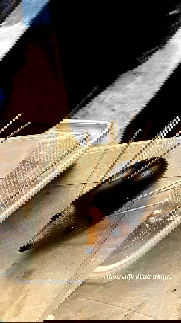 ___larxiii.v__ ___larxiii.v__ archive image