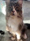silkton Altpins Profile Picture