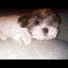 ashleybenson Altpins Profile Picture