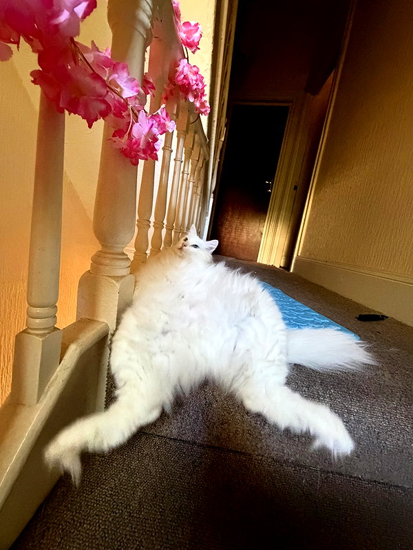 charley.chambers instagram image archive image