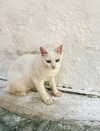 lissi77 Altpins Profile Picture