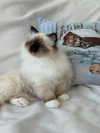 kasumi_sen Altpins Profile Picture