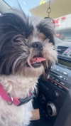 babynympho_archive Altpins Profile Picture