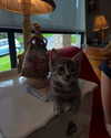 macaroni_naomi Altpins Profile Picture
