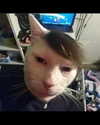 leanbeefpatty Altpins Profile Picture
