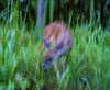bugz4brainz Altpins Profile Picture