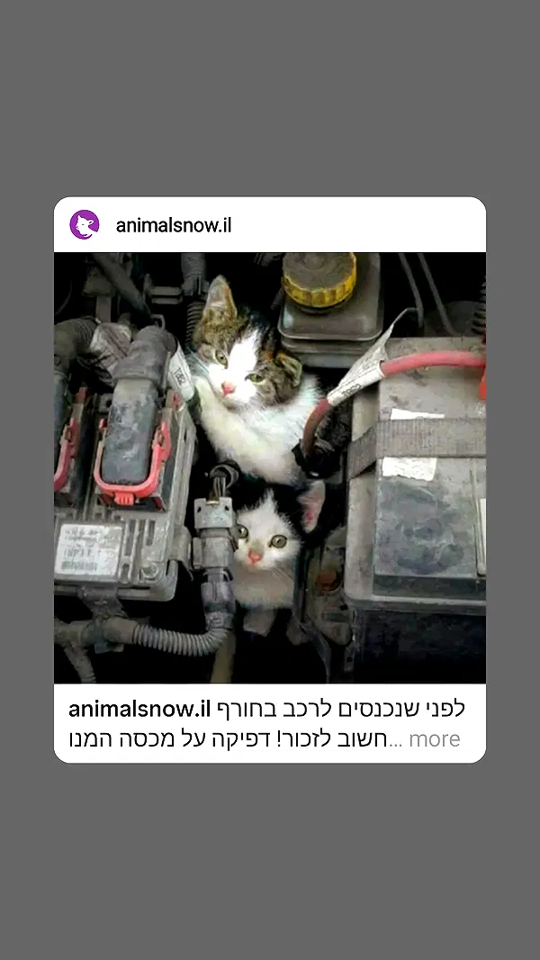 moonyyyya moonyyyya archive image