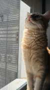 mishel116 Altpins Profile Picture