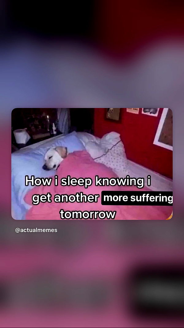 Archived image from @taxevasionkoala on Instagram