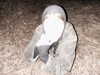 stranstviepera Altpins Profile Picture