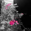 nixqq.425_ Altpins Profile Picture