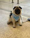 jahia_brown Altpins Profile Picture