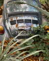 petite.carrot Altpins Profile Picture