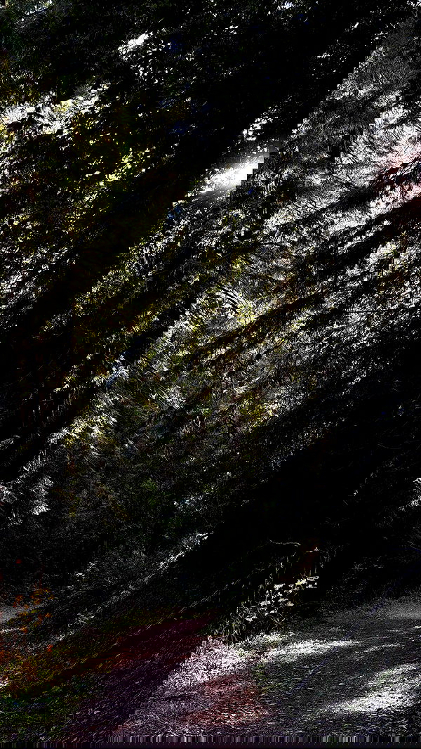 carolinezalog carolinezalog archive image