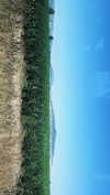 shai_landau_ Altpins Profile Picture