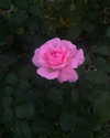mariagabrielasantos Altpins Profile Picture