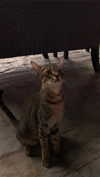 miumiustargirl Altpins Profile Picture
