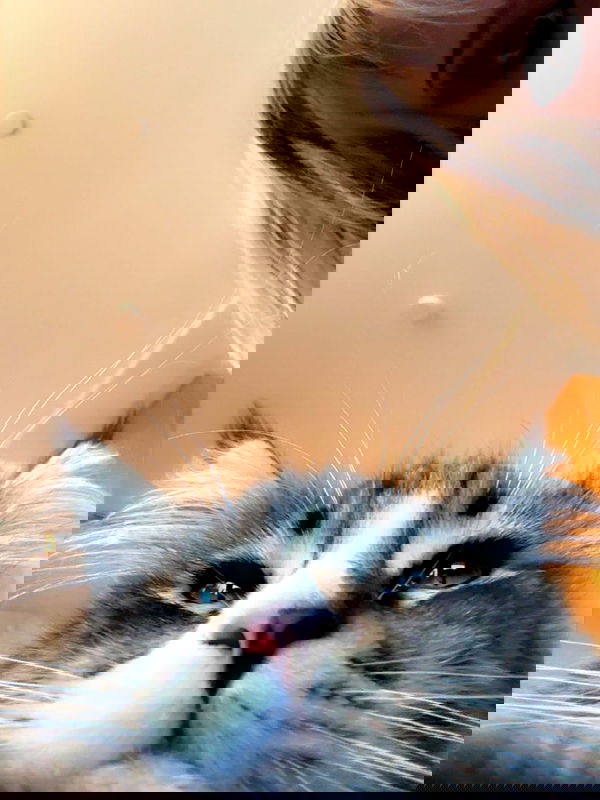 silkton image ~ Altpins