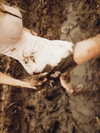 ch111oe Altpins Profile Picture