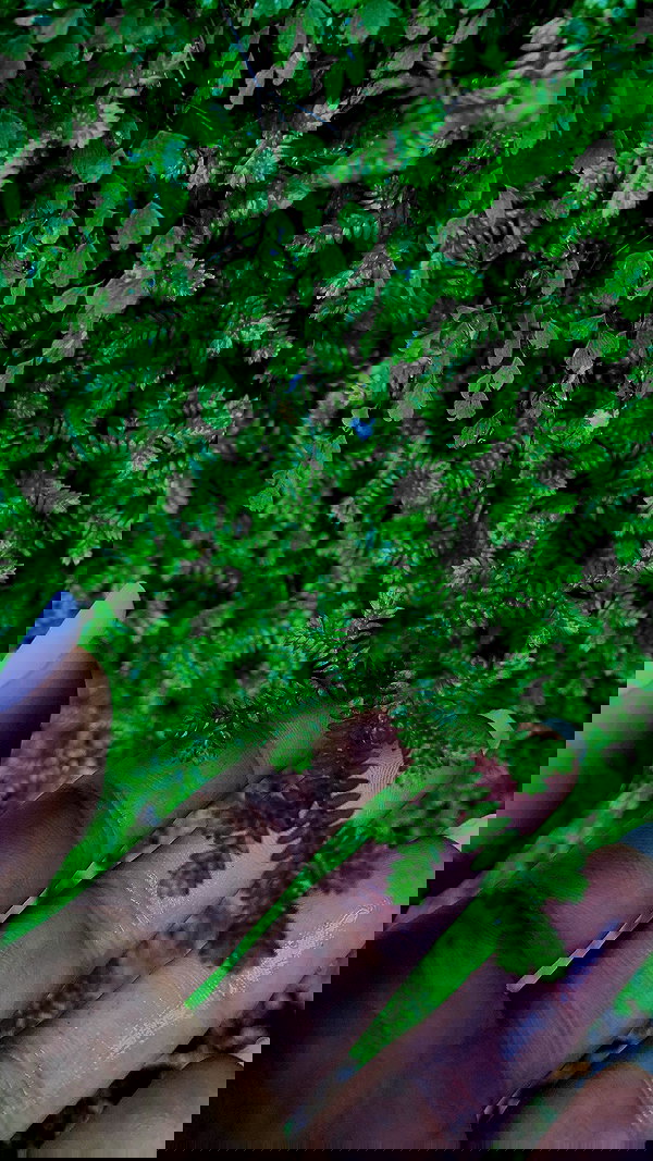 tamagotkri tamagotkri archive image