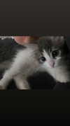 yuna_1_27 Altpins Profile Picture
