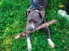 bugz4brainz Altpins Profile Picture