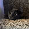 sweetmuffinnss Altpins Profile Picture
