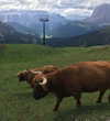 rott3nbambi Altpins Profile Picture