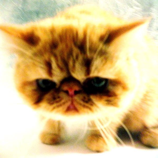 lilbieber instagram image archive image