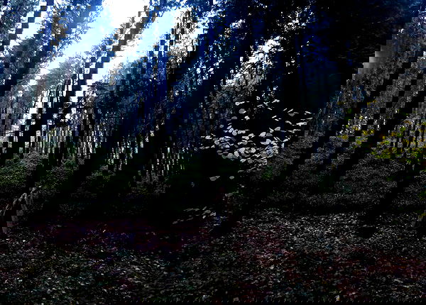 kitty.elliss kitty.elliss archive image