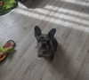 rott3nbambi Altpins Profile Picture
