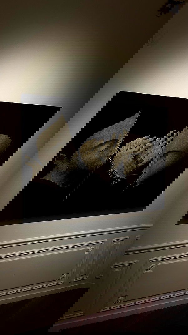 manjolamuriqi manjolamuriqi archive image