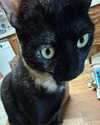 dante_yangpa Altpins Profile Picture