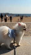 imshigh_ Altpins Profile Picture