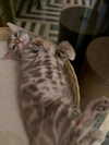 xtina Altpins Profile Picture
