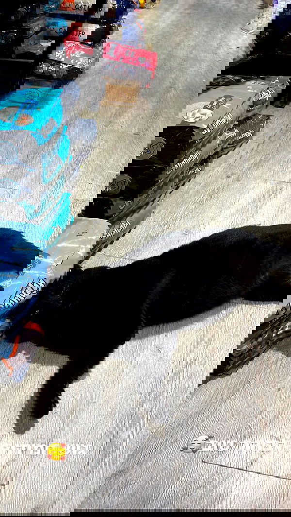 mishel116 mishel116 archive image