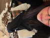 sydneygottlieb Altpins Profile Picture