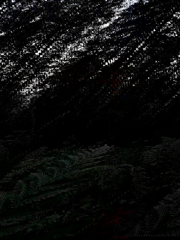 carolinezalog carolinezalog archive image