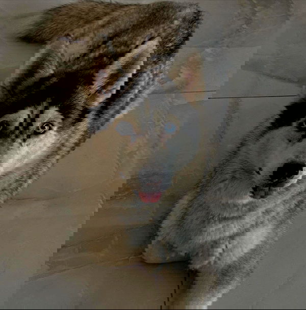 shir.davida6 shir.davida6 archive image