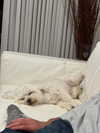 shirakor_ Altpins Profile Picture