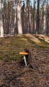 miikheeva_stasiiya Altpins Profile Picture