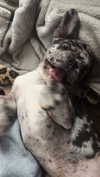 rott3nbambi Altpins Profile Picture