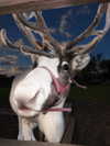 3xiiicom Altpins Profile Picture