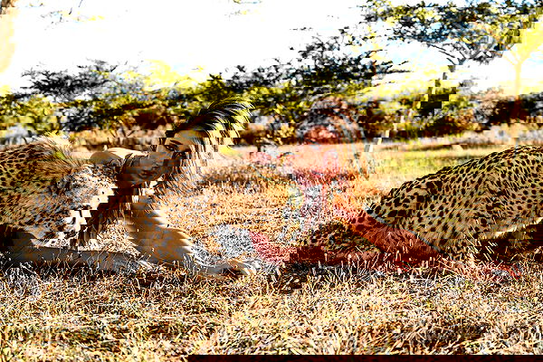 taylor.creeden taylor.creeden archive image