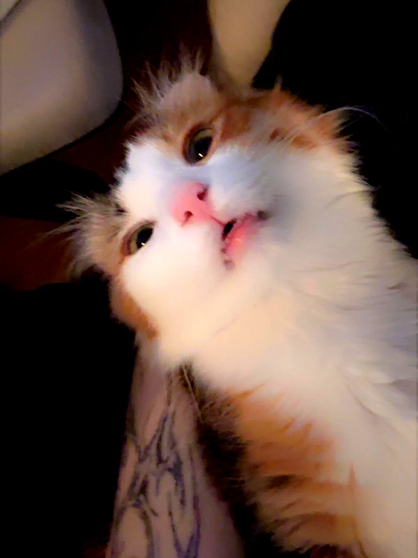 silkton instagram image archive image