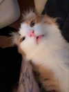 silkton Altpins Profile Picture