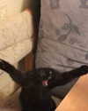 gisellelee8 Altpins Profile Picture