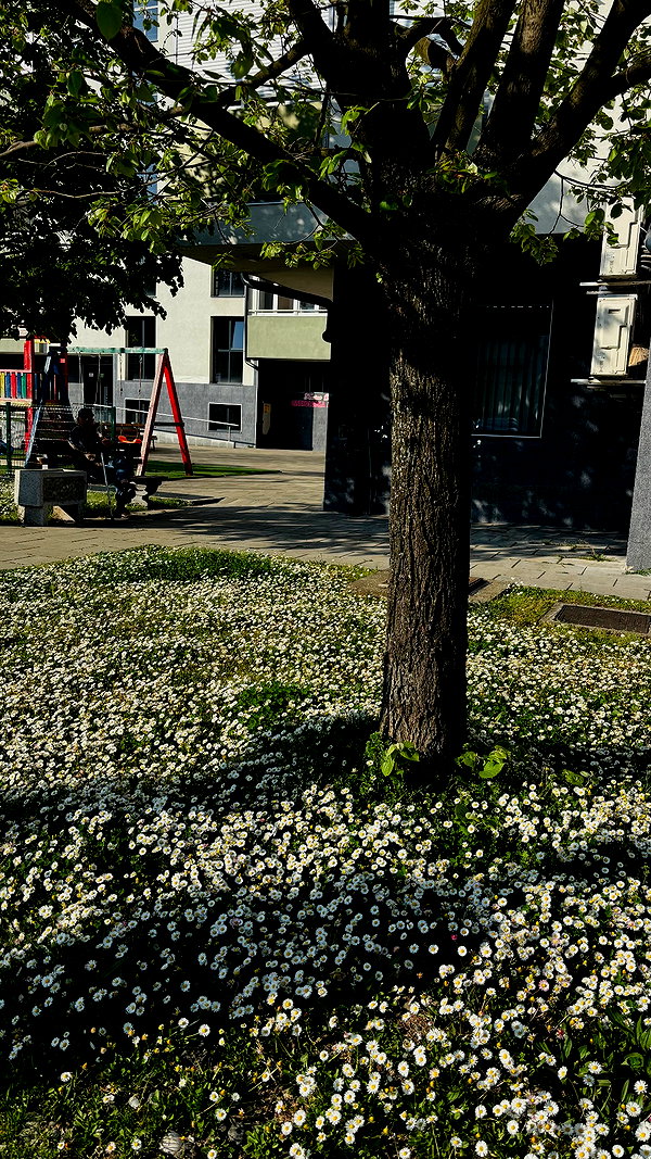ancideja instagram image archive image