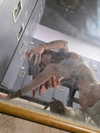 arachni.ba3 Altpins Profile Picture