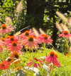 gigihadid Altpins Profile Picture